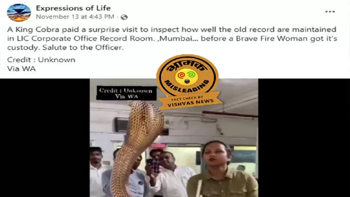 पिछले कुछ दिनों से कोबरा सांप को पकड़ने का एक वीडियो खूब वायरल हो रहा है।