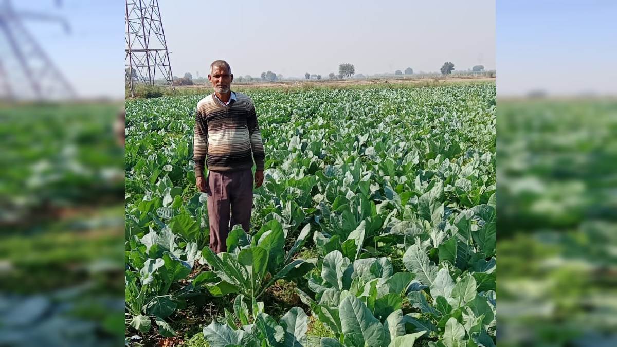 https://www.jagranimages.com/images/newimg/21112022/21_11_2022-vegetable_farming_23218143.jpg