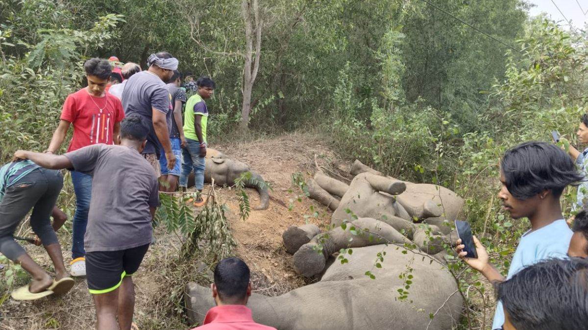 five elephants died due to electrocution in east singhbhum due to coming in contact with high voltage wire
