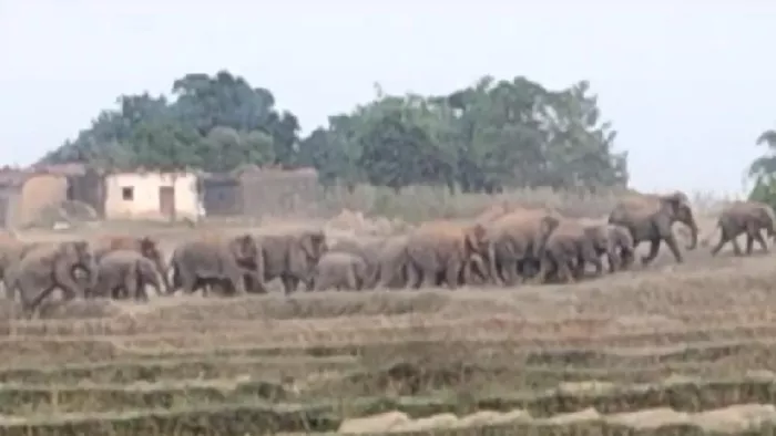 झारखंड में इंसान और हाथियों के बीच संघर्ष बढ़ रहा है।