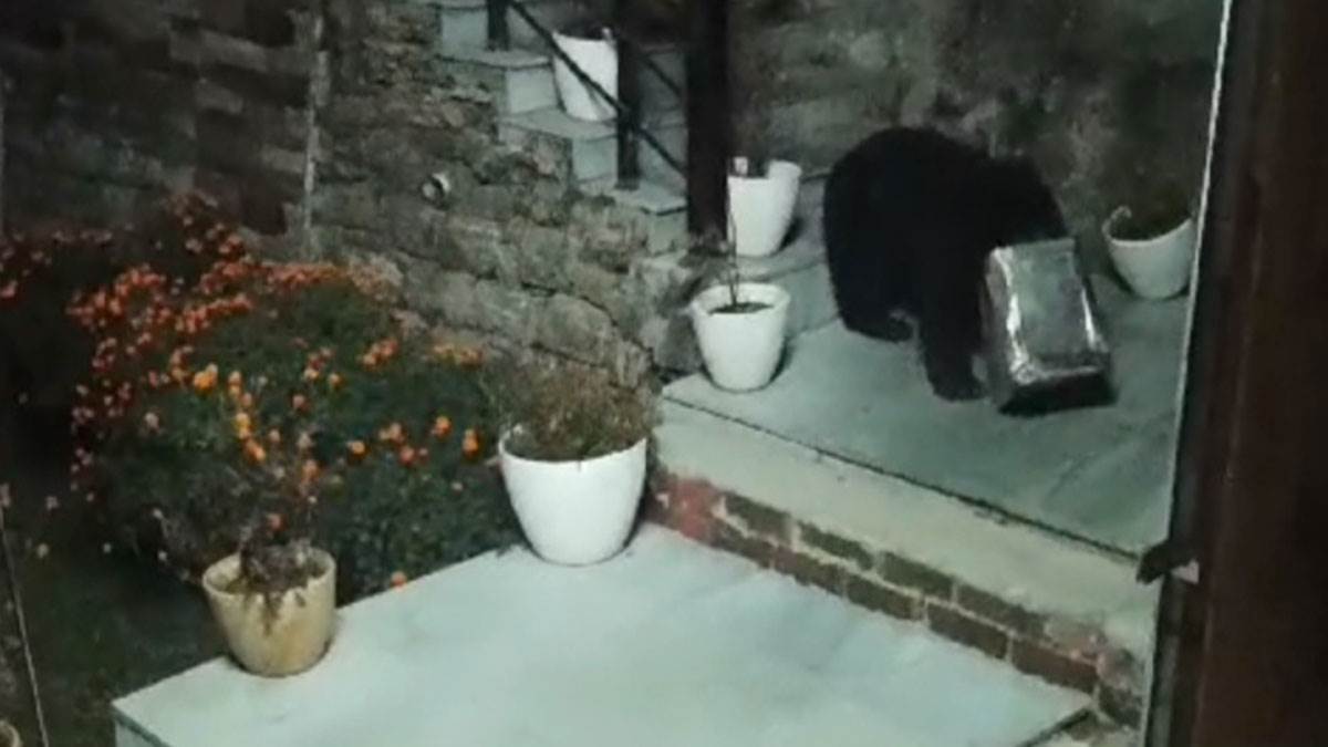 bears life in danger after head gets stuck in uttarakhand