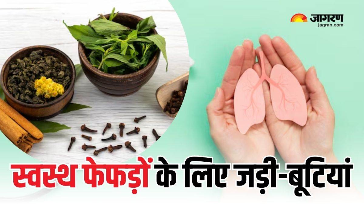 lung detox herbs use these herbs which will cleanse your lungs and protect against lung diseases check details