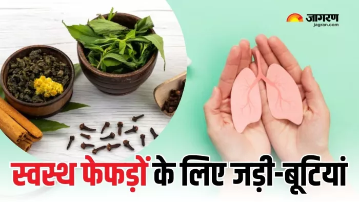 Lungs को हेल्दी रखने में मदद करेंगी ये जड़ी-बूटियां (Picture Courtesy: Freepik)