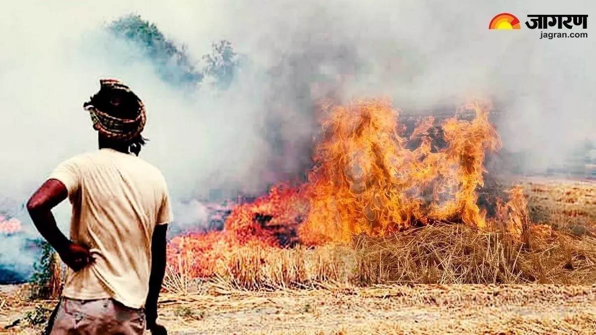punjab 1319 officers served notices for failing to curb stubble burning 4711 fir logged who burnt parali