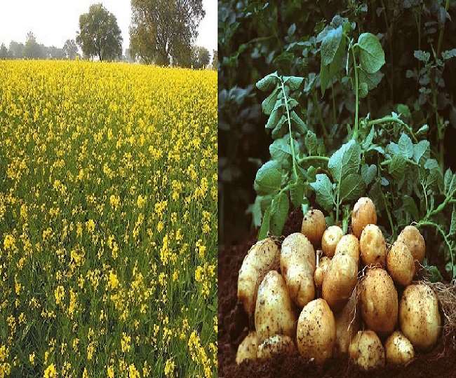 रबी सीजन की खेती पर बढ़ती ठंड का रहेगा मिलाजुला असर