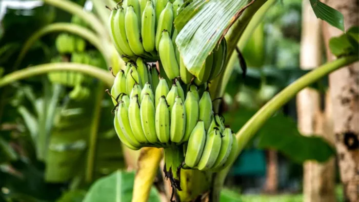 Raw Banana Benefits: कच्चे केले खाने के हैं ढेरों फायदे
