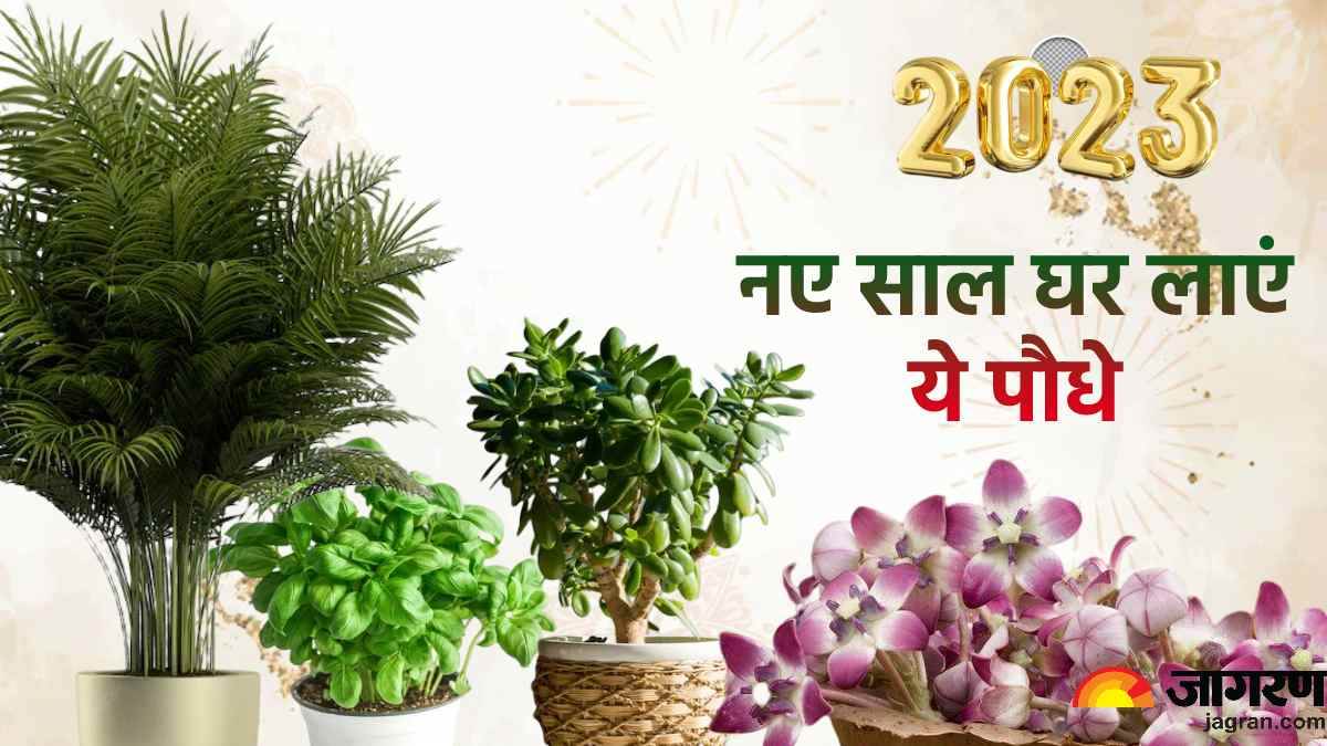 vastu tips new year 2023 bring crassula tulsi ashoka amla and these plants in the house