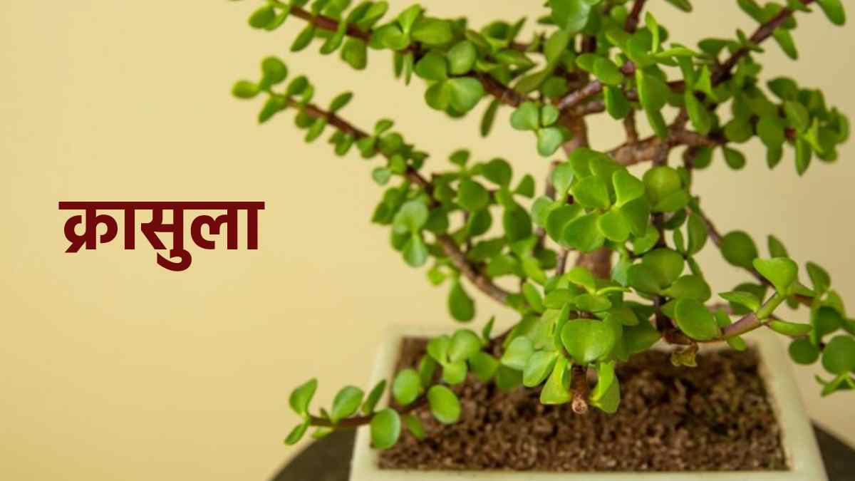 Vastu Tips 2023 नए साल पर घर में लगाएं ये 5 पेड़पौधे, खुल जाएंगे बंद किस्मत के ताले Vastu