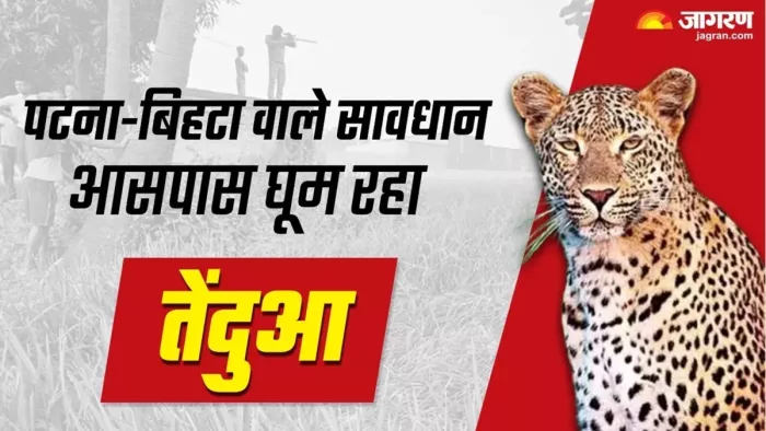 बिहटा में तेंदुआ घूम रहा (जागरण फोटो)