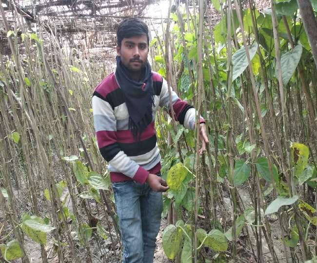 https://www.jagranimages.com/images/newimg/22012021/22_01_2021-betel_leaf_faming_21297055.jpg