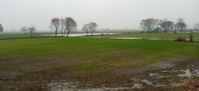 सात एमएम बरसात ने बढ़ाया किसानों का संकट, सरसों व गेहूं में नुकसान