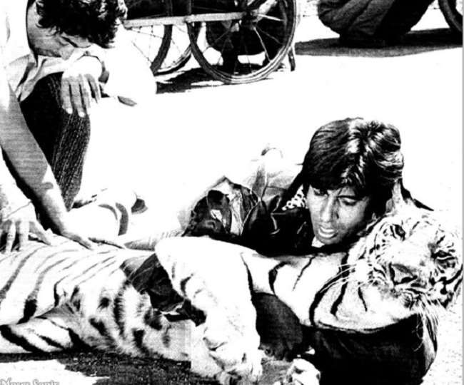 Amitabh Bachchan remember fight with live Tiger on sets of film 'Khoon Pasina'.