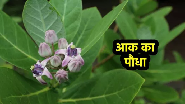 Signs of a Right Time: धन का आगमन होने से पहले मिलते हैं 5 संकेत, दिखे तो समझे खुलेगी किस्मत
