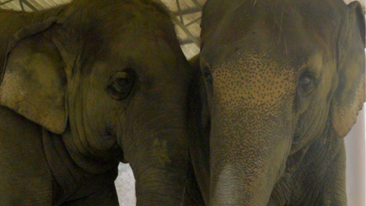 https://www.jagranimages.com/images/newimg/22012025/22_01_2025-elephant_23871354_204030717.jpg