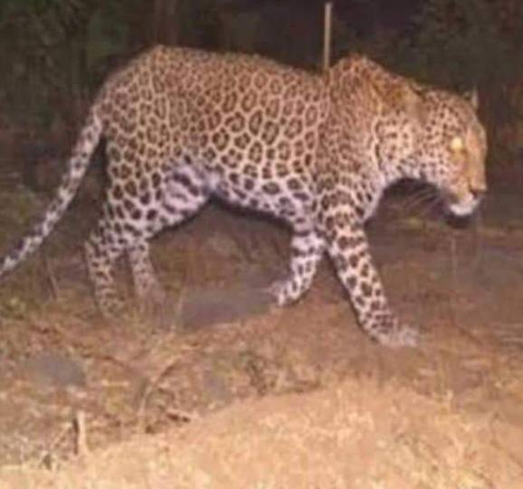 the dogs of the village frightened by the bird stopped the noise of the streets