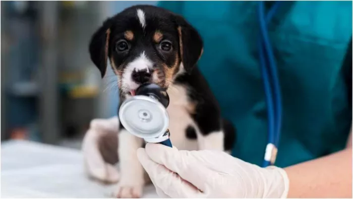 Parvovirus: जानें क्या है पारवो वायरस जो पपीज की ले सकता है जान