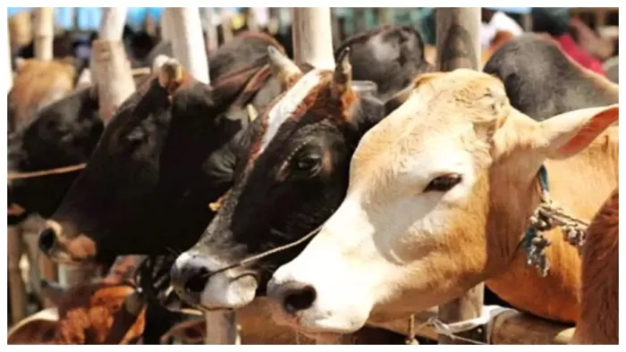पशु तस्करों का किया पीछा तो गौ भक्त पर हमला