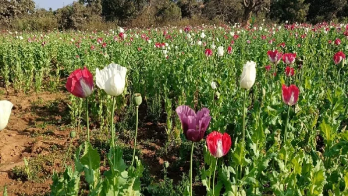रांची खूंटी सीमा क्षेत्र में लहलहा रही है अफीम की खेती।