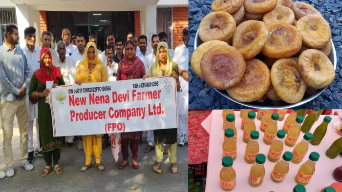 फतेहाबाद में किसानों ने बदला जीवन, अंजीर उगाकर बना रहे जूस।
