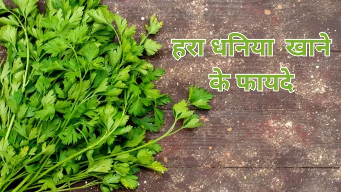 धनिया खाने से मिल सकते हैं सेहत से जुड़े कई फायदे