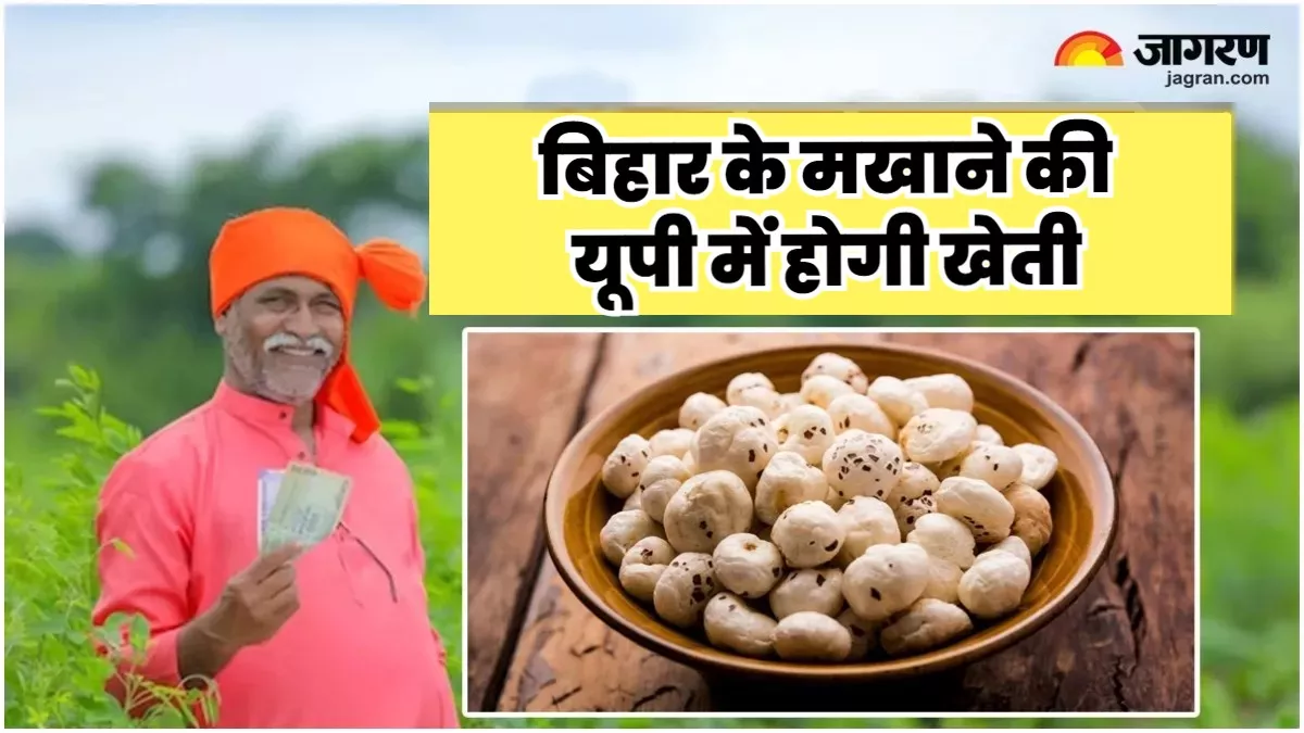 Bihar News : राम नगरी अयोध्या के किसानों को मिथिला के विज्ञानी देंगे 'ज्ञान', मखाने की खेती से चमक उठेगी किस्मत