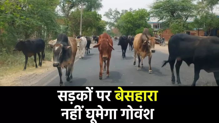 अब सड़कों पर बेसहारा नहीं घूमेगा गोवंश, अभियान पूरा करने के लिए गोसेवा आयोग ने तैयार किया प्लान।