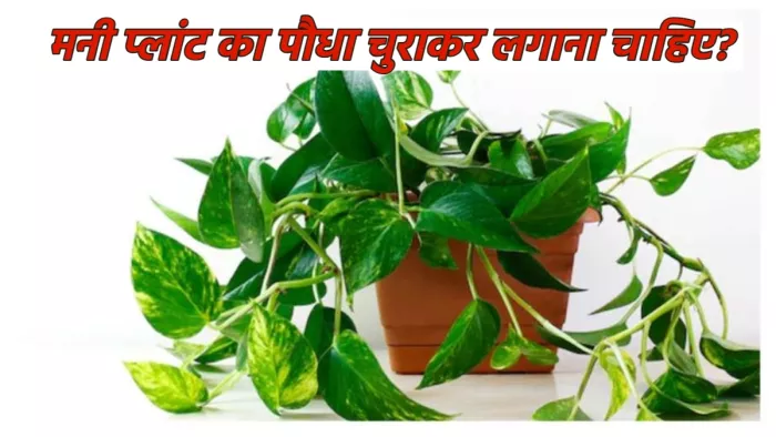Vastu Tips for Money Plant: वास्तु के अनुसार मनी प्लांट चुराकर लगाना चाहिए या नहीं।
