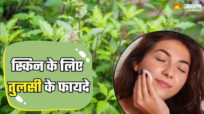 स्किन के लिए फायदेमंद तुलसी (Picture Credit- Freepik)