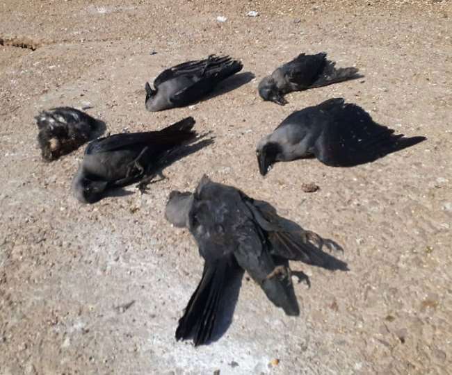 पेड़ से अचानक गिरने से लगे कौए, 30 की मौत, पहले भी हुई है मौत - Crows  falling from a tree suddenly 30 dead even before death