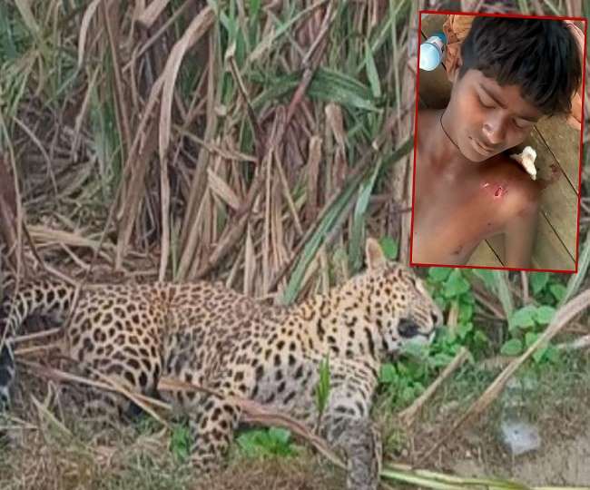 Leopard attack in Bahraich:घायल किशोर को पीएचसी नेवादा में भर्ती कराया गया।