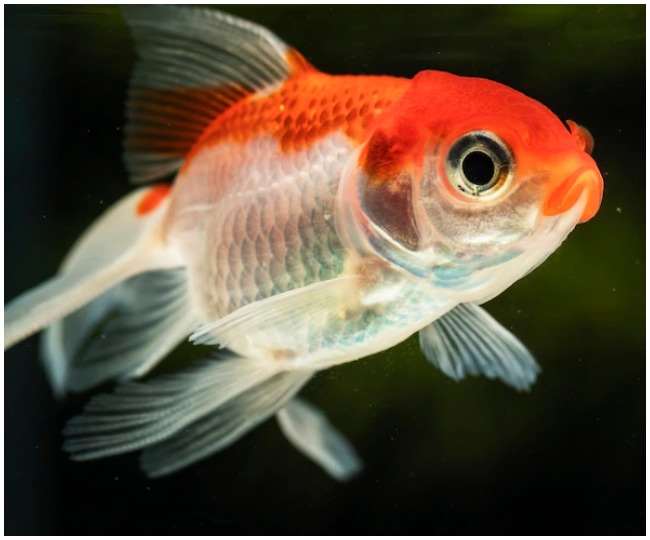 Dream Meaning In Hindi MeaningKosh