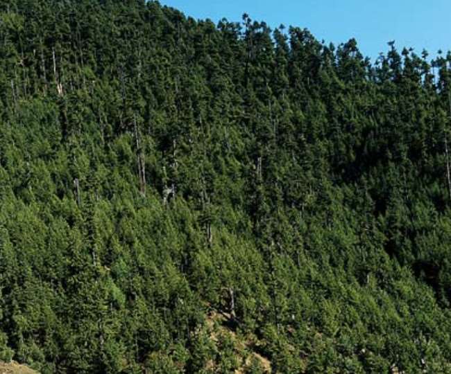 in jammu kashmir forest area increased by 348 sq km in two years and 73 sq km in ladakh