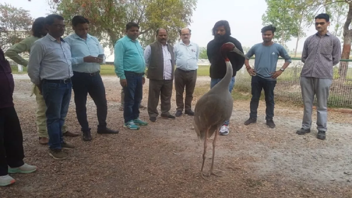 जुदा हुए आरिफ और सारस: कभी घायल होने पर घर में दी थी पनाह, अब ले गए वन अध‍िकारी, अखिलेश ने क‍िया ट्वीट - Friendship of Arif and Saras is broke once