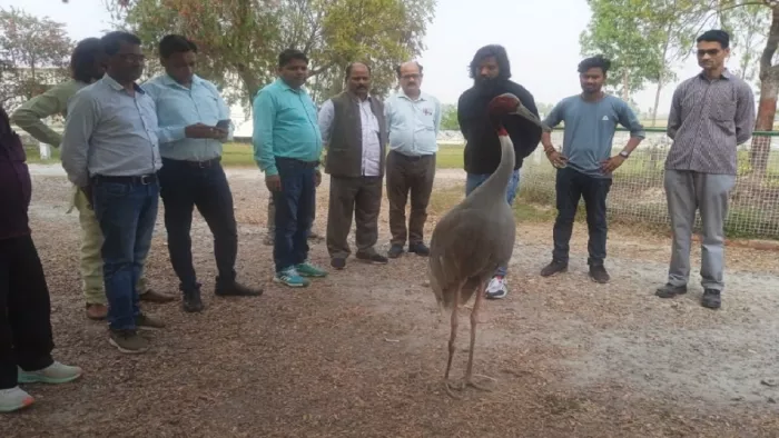 Amethi News: टूट गई आरिफ-सारस की दोस्ती