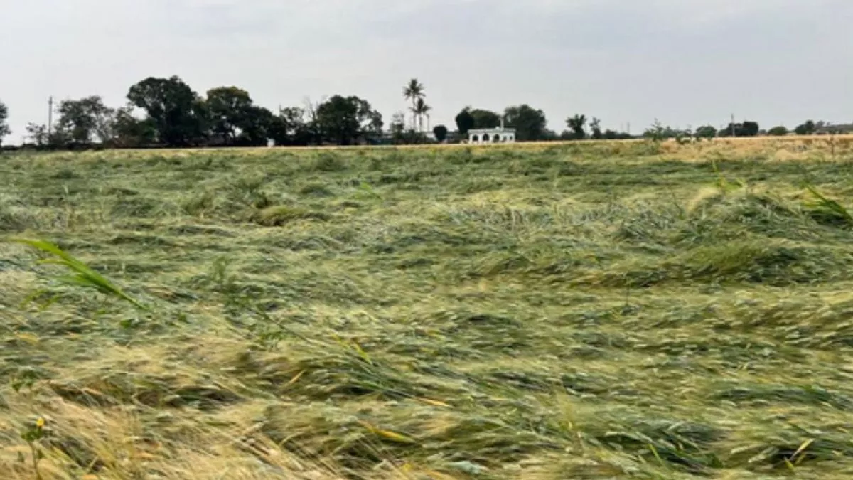 Punjab News: किसानों के लिए फिर आफत बनी बेमौसम बारिश, फसल में हुए नुकसान की गिरदावरी के आदेश