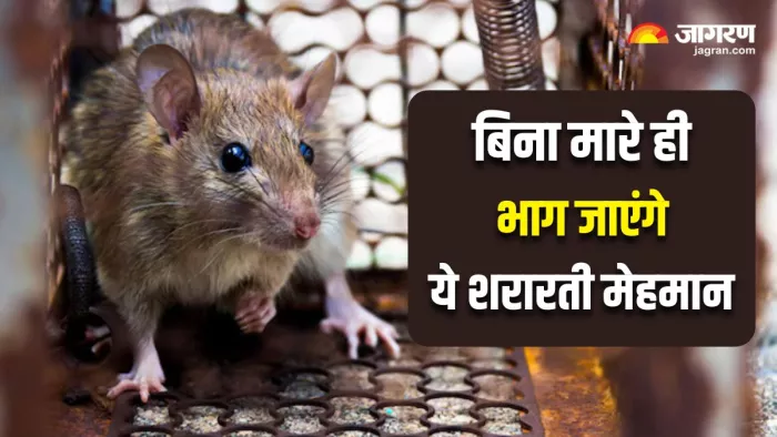 Simple Tips To Get Rid Of Rats: इन नुस्खों की मदद से पाएं चूहों के आतंक से छुटकारा (Image: Freepik)
