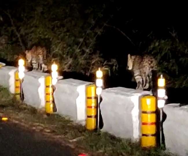 Lockdown : लॉकडाउन में बाघ, तेंदुए, हाथी कन्फ्यूज, समझ नहीं पा रहे जंगल का दायरा