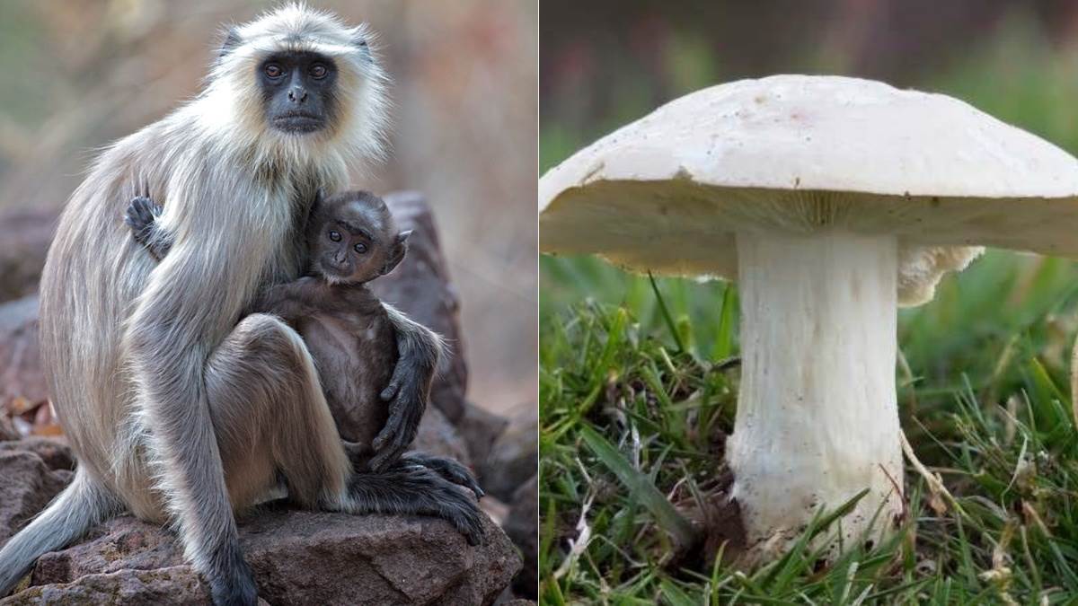 earth day 2023 langur disappeared in dhanbad wild mushroom also extinct biodiversity in jharkhand