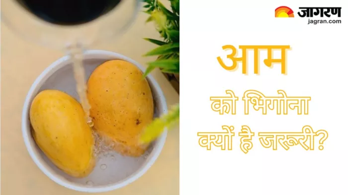 Soaking Mangoes: क्या है आम खाने से पहले पानी में भिगोने के पीछे का कारण?