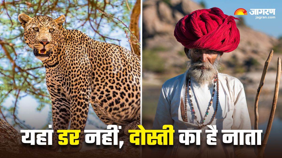 https://www.jagranimages.com/images/newimg/22042025/22_04_2025-rajasthan_leopard_village_harmony_23923472.jpg