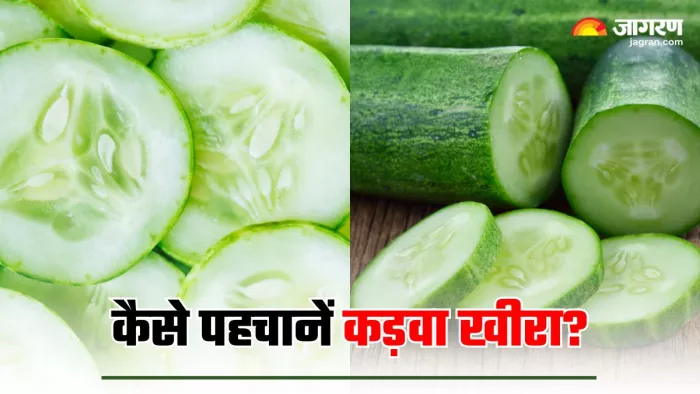 Identifying Bitter Cucumber: कड़वे खीरे की इन 5 तरीकों से करें पहचान (Image Source: Freepik)