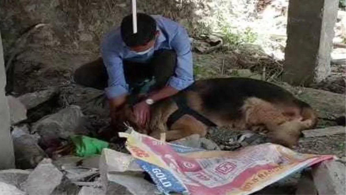 शिमला में दिल दहला देने वाली घटना, निर्माणाधीन भवन के नीचे कुत्तों ने नोचा नवजात का शव