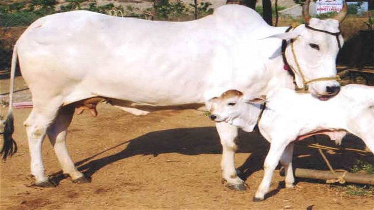 Bihar News: बिहार में देसी गायों को बढ़ावा देगी सरकार। प्रतीकात्‍मक तस्‍वीर