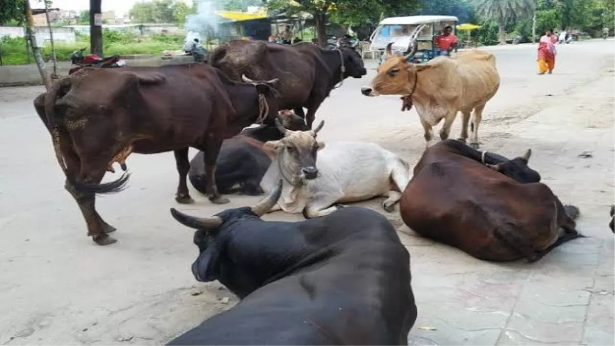 Shahjhanpur News: अब गायों की होगी घर वापसी, राष्ट्रीय गोरक्षक संघ ने लोगों को जागरूक करने को शुरू किया अभियान