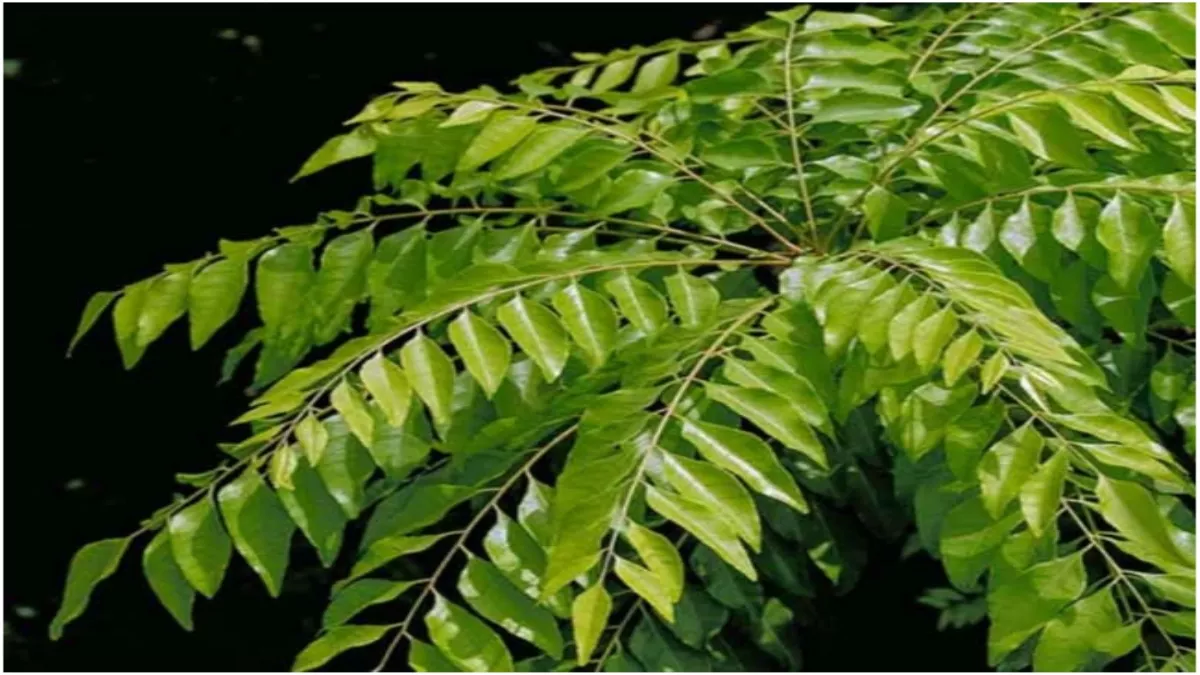 Curry Leaves Benefits: वज़न घटाने से लेकर इंफेक्शन दूर करने तक, जानें खाली  पेट कढ़ी पत्ता खाने के फायदे - From Weight Loss To Reduce Infection Know  Amazing Benefits Of Curry Leaves