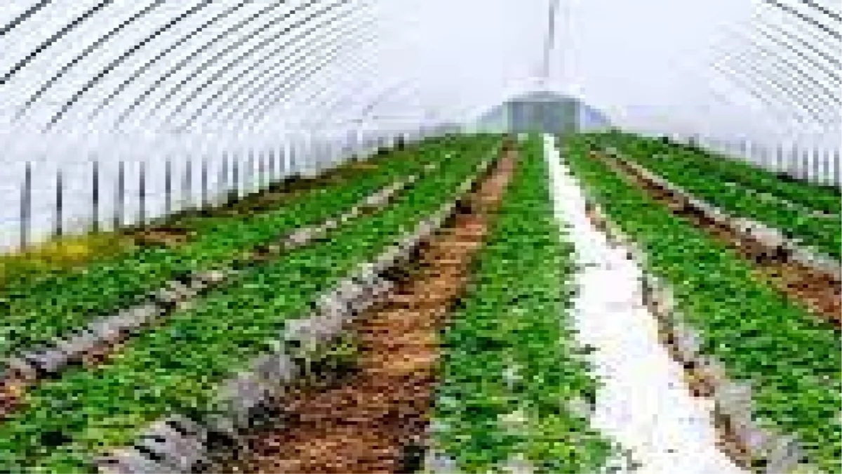 बिहार: पाली हाउस और शेडनेट में बेमौसम फल और सब्‍जी की खेती करेंगे किसान, सरकार दे रही 75 फीसद तक अनुदान