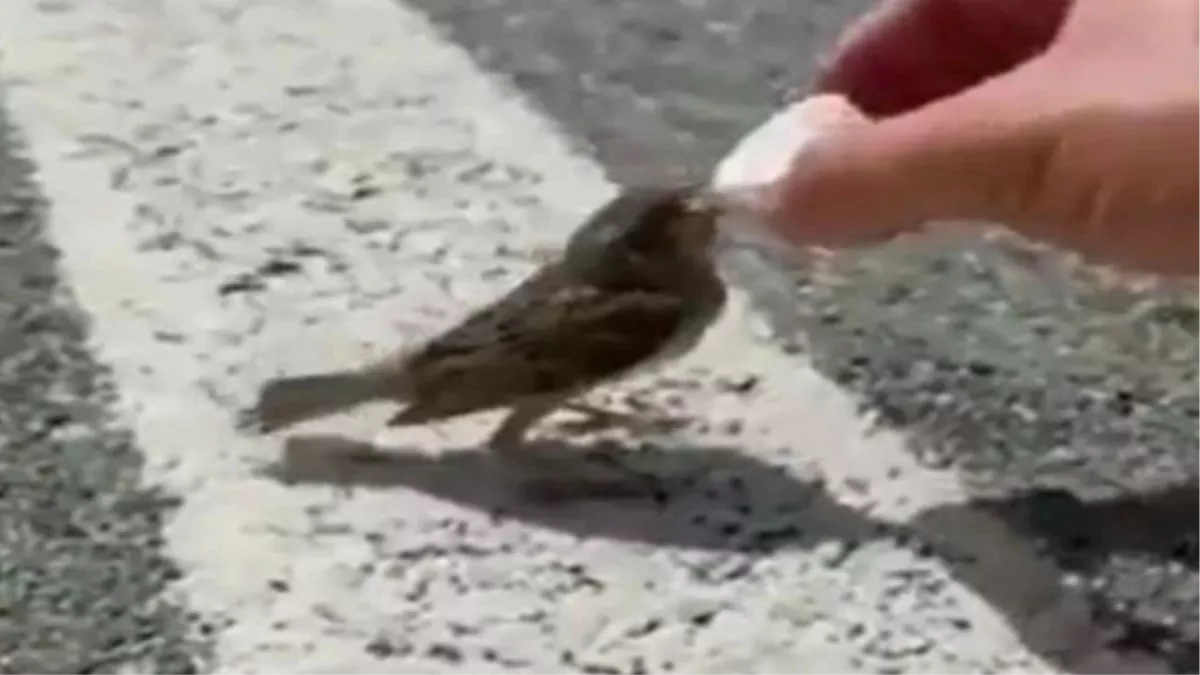 Viral Video: शख्‍स ने प्‍यासी चिड़िया को पिलाया पानी, इंटरनेट यूजर्स ने जी भर कर की तारीफ