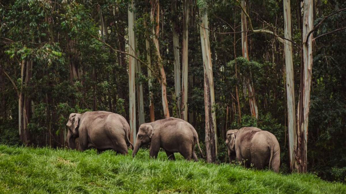 irctc tour package explore bangalore mysore ooty and coorg at 39050 rupees know here full details