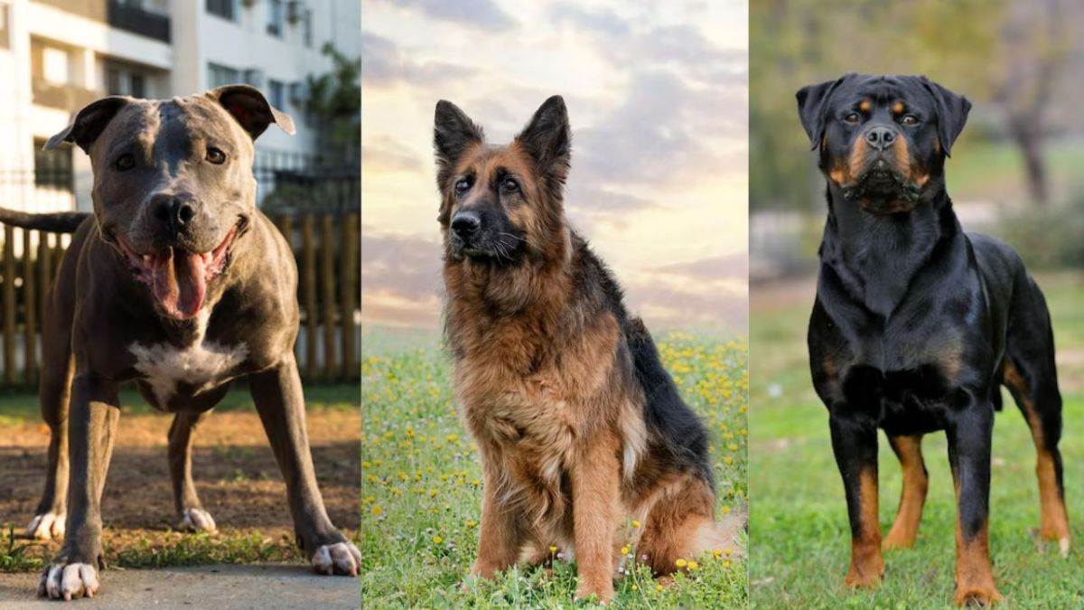 Foring Dogs Dog Lovers के लिए खुशखबरी! पाल सकेंगे विदेशी नस्ल के कुत्ते, बस इन ...