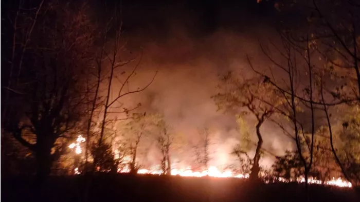 Uttarakhand Forest Fire: फायर सीजन में अब तक 1,130 घटनाओं में 1,538 हेक्टेयर वन क्षेत्र को पहुंचा नुकसान